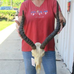 B-grade African impala skull with horns 16 & 18" for $85