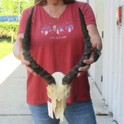 C-Grade Impala Skull with 15" Horns - $60