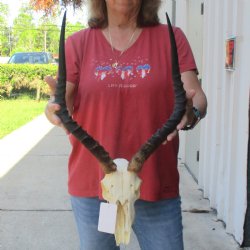 C-Grade Impala Skull with 19" Horns - $70