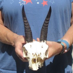 6" Mountain Reedbuck Craft Skull with 6" Horns - $29
