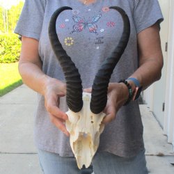 C-Grade African Male Springbok Skull with 11 1/2 inch horns for sale $39