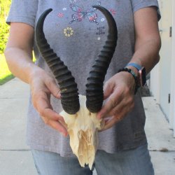 C-Grade African Male Springbok Skull with 10 1/4 inch horns for sale $39