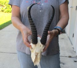 C-Grade African Male Springbok Skull with 10 1/2 inch horns for sale $39