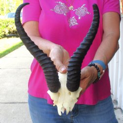 Buy this B-Grade Male Springbok Skull Plate with 11-1/2 & 9-1/2" Horns for $18