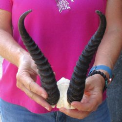 Buy this B-Grade Male Springbok Skull Plate with 9-1/2" Horns for $18