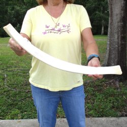 Buy this 23-3/4" Giraffe Rib Bone for $50