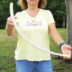 Buy this 28" Giraffe Rib Bone for $50