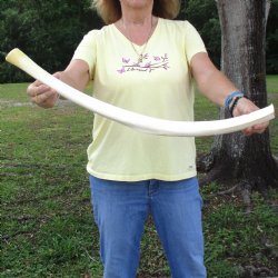 Buy this 28-1/2" Giraffe Rib Bone for $50