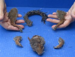 Preserved Squirrel Head, Legs, & Tail - <font color=red>Special Price </font>$25