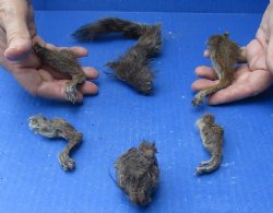 Preserved Squirrel Head, Legs, & Tail - <font color=red>Special Price </font>$25 