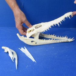12" B-Grade Nile Crocodile Skull (Cites #084969) - $85
