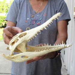 13-1/4 inches Authentic Nile Crocodile Skull for Sale for $145(CITIES #084969)