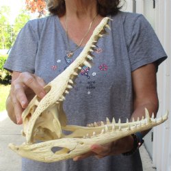 13-1/2" B-Grade Nile Crocodile Skull (Cites #084969) - $100