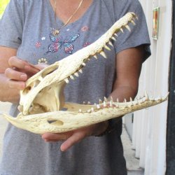 14 inches Authentic Nile Crocodile Skull for Sale for $195(CITIES #084969)
