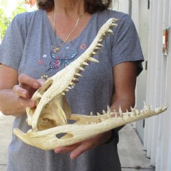 14" B-Grade Nile Crocodile Skull (Cites #084969) - $150