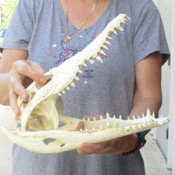 12-1/2 inches Authentic Nile Crocodile Skull for Sale for $115(CITIES #084969)