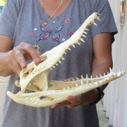 12-1/2 inches Authentic Nile Crocodile Skull for Sale for $115(CITIES #084969)