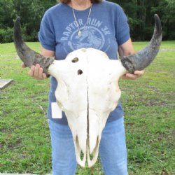 Discounted Bison skull Hand Picked