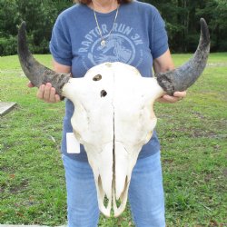 North American B-Grade Bison Skull with 24" Horn Spread - $95 <font color=red> (NO POST OFFICE (USPS) SHIPPING!!!)</font>
