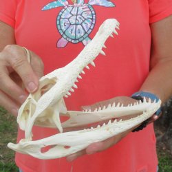 This is a B-Grade Real Florida Alligator Skull, 8-1/2 inches, For Sale for $40