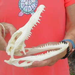 This is a B-Grade Real Florida Alligator Skull, 8 inches, For Sale for $40 