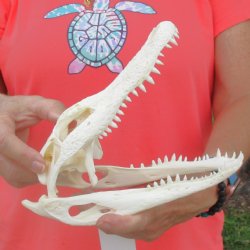 This is a B-Grade Real Florida Alligator Skull, 8-3/4 inches, For Sale for $40