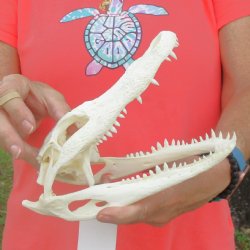 This is a B-Grade Real Florida Alligator Skull, 9 inches, For Sale for $40