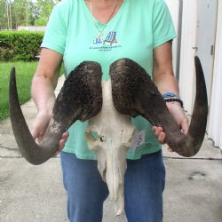 Craft-Grade Black Wildebeest Skull with 18" Horns - $55