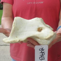 6-1/2" Giraffe Vertebra Atlas Bone - $40