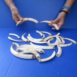 1.3 lb of Lower Warthog Tusks 4 to 8"  for $65