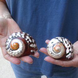 Two piece lot of Polished Turbo Samrticus 2-3/4 and 3 inches, available for sale $18/lot