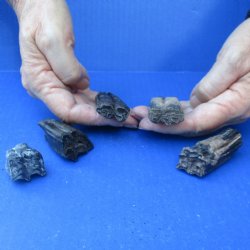 5 piece lot of fossil horse teeth  1 inch to 3 inches in size - $20