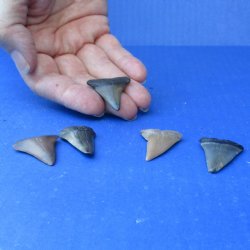 Buy this 5 pc lot of 1" to 1-1/2" Fossilized Mako Shark Teeth - $35
