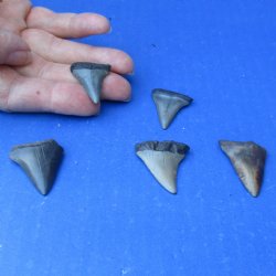 Buy this 5 pc lot of 1" to 1-1/2" Fossilized Mako Shark Teeth - $35