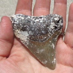 Natural, Uncleaned 2-7/8" x 2-1/4" Megalodon Tooth - $19