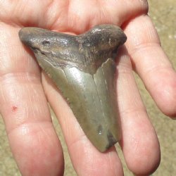 2-3/8" x 1-3/4" Megalodon Tooth - $30