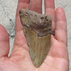 3-1/8" x 1-3/4" B-Grade Megalodon Tooth - $20