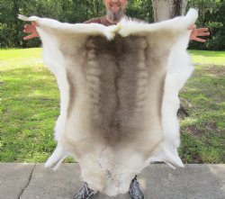 For Sale 48 inches by 43 inches Finland Reindeer Hide, Skin, farm raised - $145