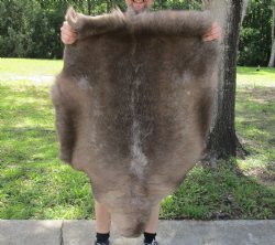 Authentic Nice Quality A Grade Reindeer pelt/hide/skin without legs, 45 inches long by 33 inches wide for $110