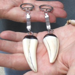 2 pc lot of Polished African Warthog Tusk Key Rings 2 inch for sale $32.00