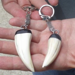 2 pc lot of Polished African Warthog Tusk Key Rings 2 inch for sale $32.00