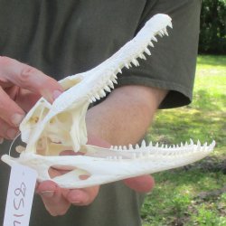 This is a B-Grade Real Florida Alligator Skull, 8-1/2 inches, For Sale for $35