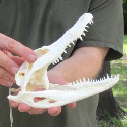 This is a B-Grade Real Florida Alligator Skull, 8-1/4 inches, For Sale for $35