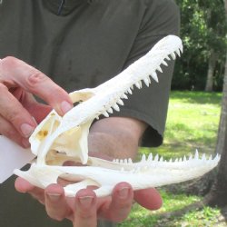 This is a B-Grade Real Florida Alligator Skull, 8-1/4 inches, For Sale for $35