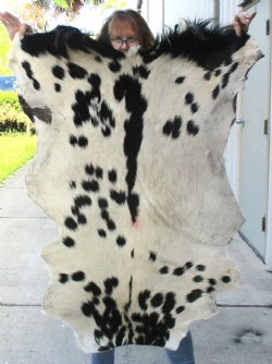 B-Grade Genuine Real Goat Hide for sale -  39x31 inches - $20