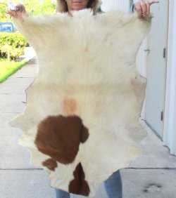 B-Grade Genuine Real Goat Hide for sale -  37x27 inches - $20