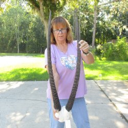 B-Grade Gemsbok Skull Plate with 32 & 34 inch horns for sale $49