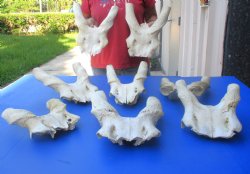 8 piece lot of Craft-Grade Male Eland skull plates only from 8 to 13 inches for $30/lot