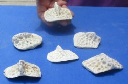6 XL Alligator Osteoderm Bones