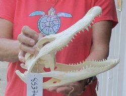 For Sale Real Florida Alligator Skull, 12 inches for $90
